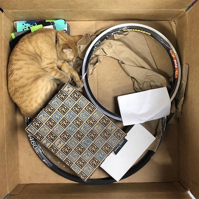 QualityBike's tweet photo. We haven't done a #qbpbox post in a while... 😻 📷 by @bicycleexperiencecos: QBP sent us something we didn’t order... guess we have to keep him! carltheshopcat @qualitybike .
.
#shopcat #qbp #qualitybicycleproducts #fiveten #catsinboxes #senditforcarl… https://t.co/D6ucLlWzvS https://t.co/KZxAciCS5F