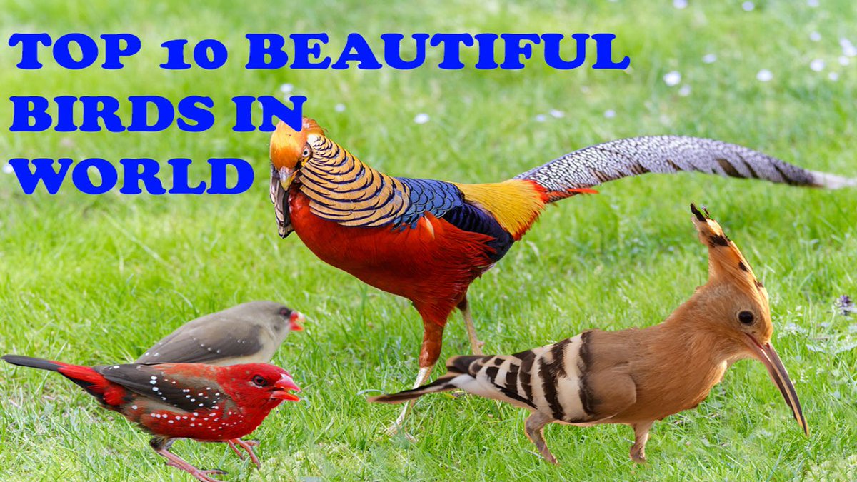 Top 10 beautiful &amp; colorful bird in the world
bit.ly/2Z01FZK