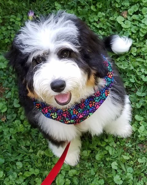 fuzzy_ruud's tweet photo. I made a new friend named Millie.  We are both excited to see all the students returning to @MariettaCollege #PioPup https://t.co/jmoT8N4P8t