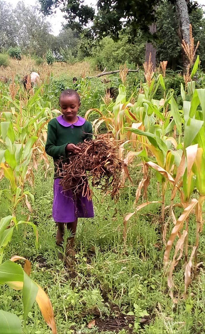 EMCSTz's tweet photo. What else do you do at the end of another term at EMCS? Harvest your beans of course! #Sustainable #education #Tanzania #bigsmiles https://t.co/FhWkiFjMY8