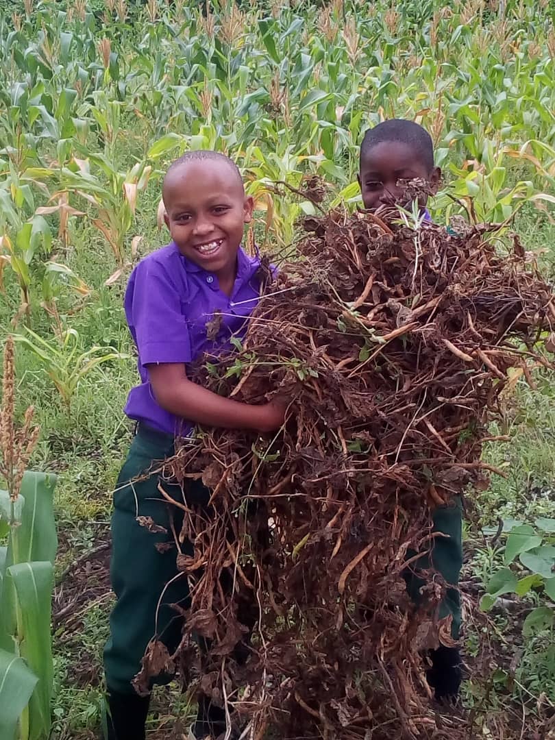 What else do you do at the end of another term at EMCS? Harvest your beans of course! #Sustainable #education #Tanzania #bigsmiles