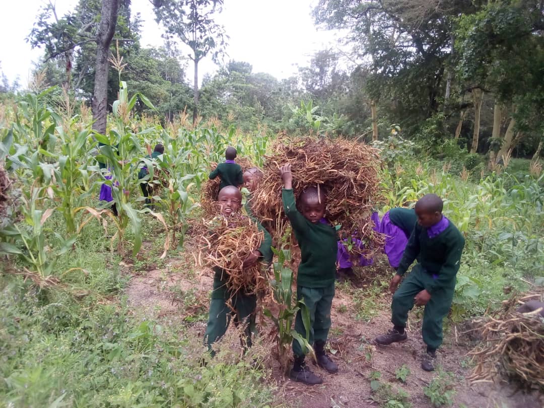 EMCSTz's tweet photo. What else do you do at the end of another term at EMCS? Harvest your beans of course! #Sustainable #education #Tanzania #bigsmiles https://t.co/FhWkiFjMY8