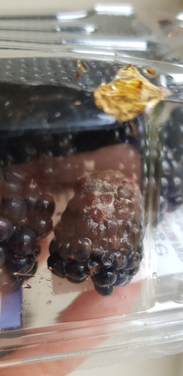 LittleBAndMe_'s tweet photo. @Tesco I just grabbed these today &amp; they are mouldy 😥😥 https://t.co/7JI20yNi8H