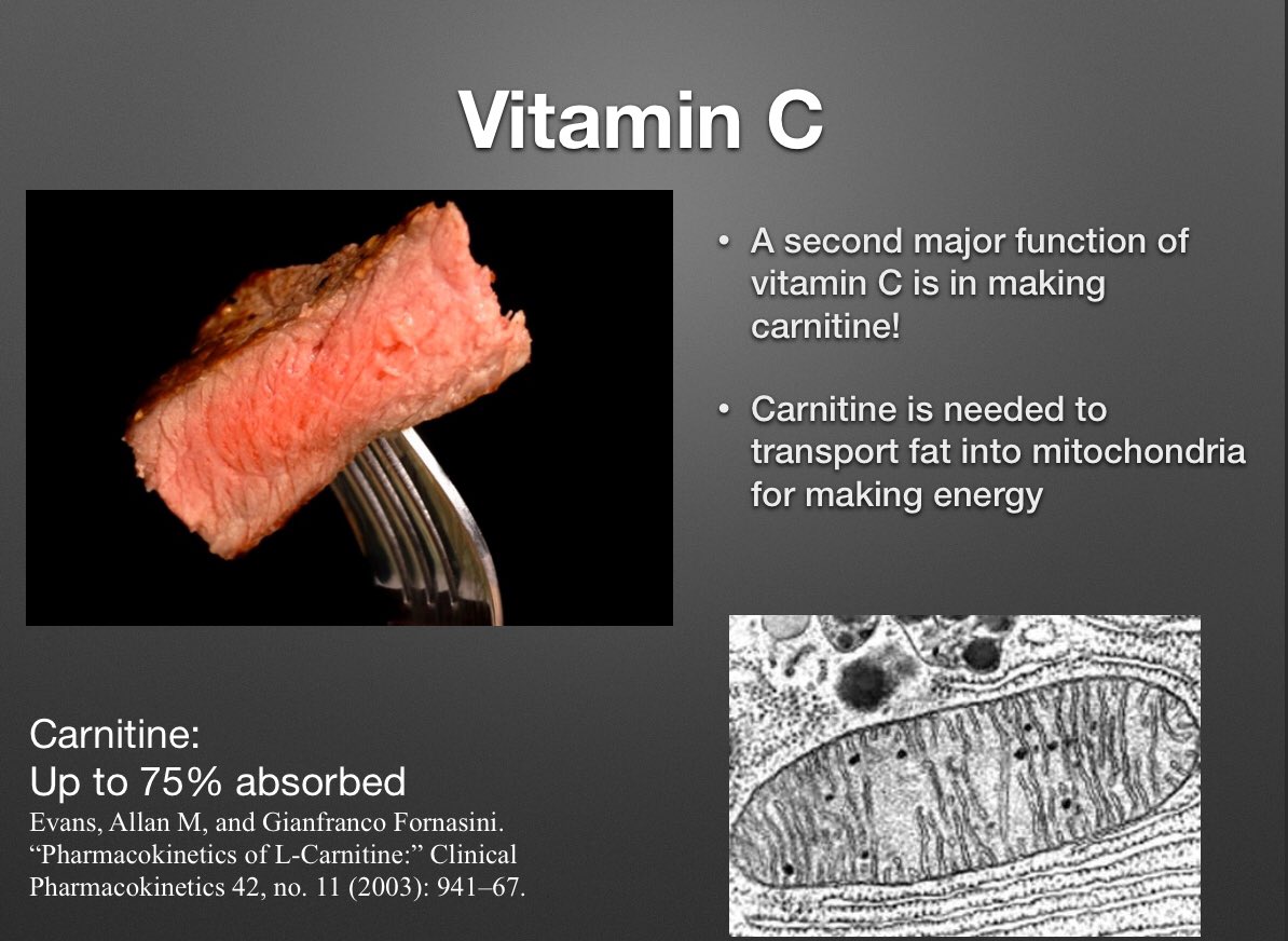 But meat can spare vitamin C in another way. One of its main functions is to aid in the synthesis of carnitine. Carnitine is essential to get fat into the cell mitochondria to use as energy. As it happens, the first symptom of scurvy, long before teeth fall out, is fatigue. 7/