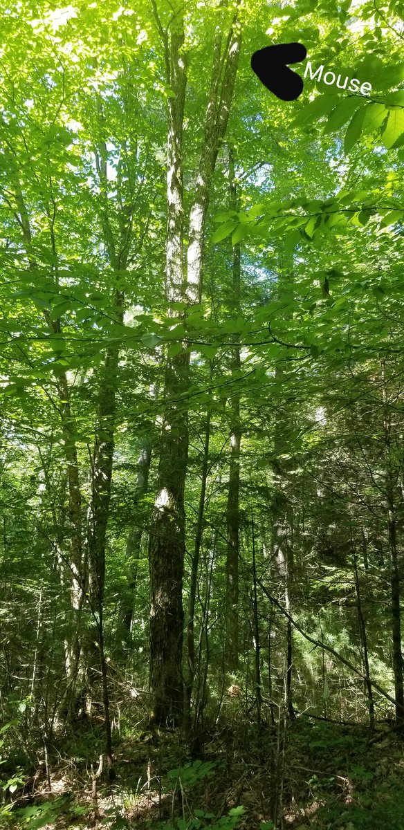 gmbron's tweet photo. Congrats to Ryan Larson, getting the first manuscript of his PhD research published. The small things matter. Where are the mice and the ticks? @UWMadisonCALS #FastTrackPhD #MCEVBD #CrypticHabitat?! #CouldNotReachThatNest
https://t.co/fJGrSqZL7F https://t.co/Oq8GbO1x71