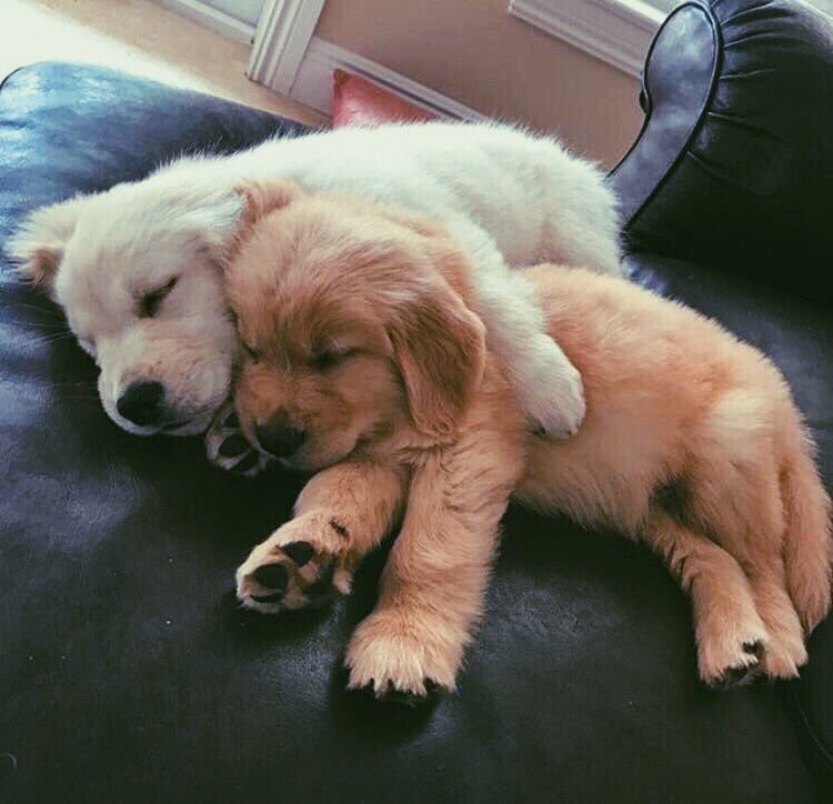 . (@pskhakanprl) on Twitter photo 