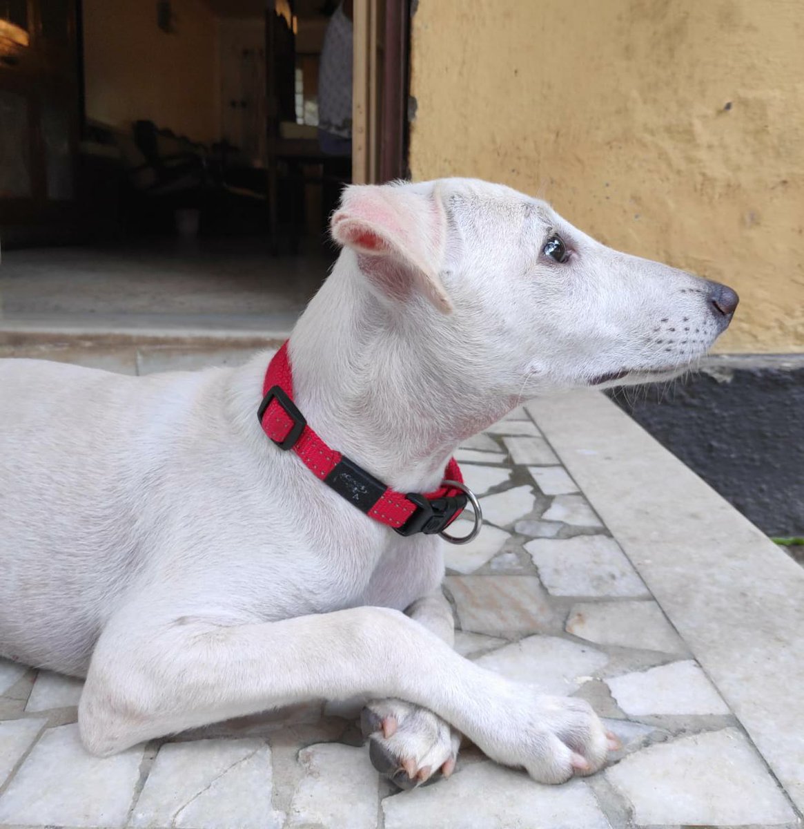 ChelC_FrosT's tweet image. Adoption Alert!

Four month old Becky is looking for a forever home. She's currently residing in #Bandra at a friend's place after she was rescued. Please spread the word --- she's all about TLC and has buckets to share. #Mumbai #Bombay #AdoptDontShop 

Help spread the word.