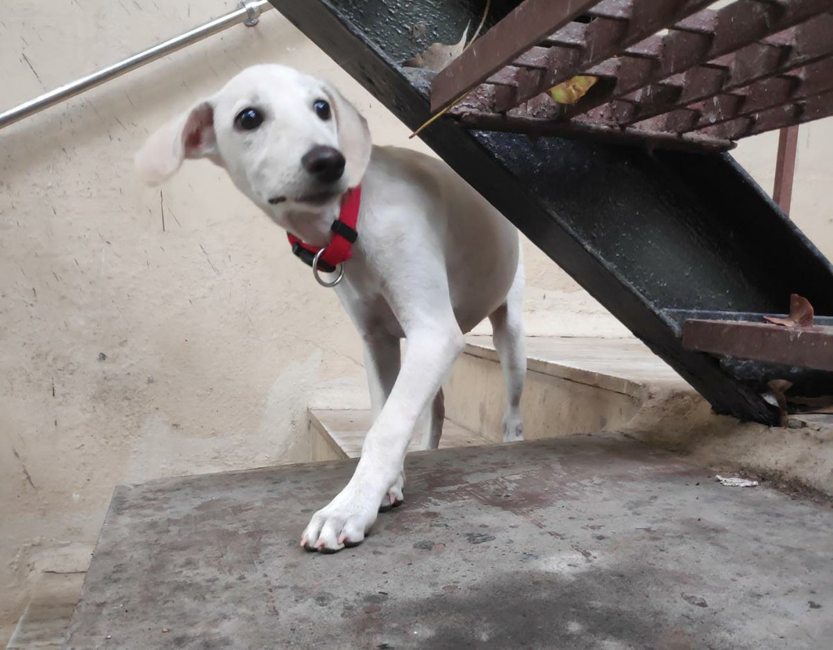 ChelC_FrosT's tweet image. Adoption Alert!

Four month old Becky is looking for a forever home. She's currently residing in #Bandra at a friend's place after she was rescued. Please spread the word --- she's all about TLC and has buckets to share. #Mumbai #Bombay #AdoptDontShop 

Help spread the word.