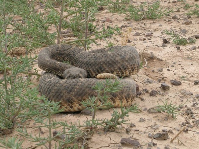 This #wildlifeWednesday, we're taking a temporary break from #turtles - GASP - and highlighting our recent paper with <a href="/DrAPlace/">Aaron Place</a> and Travis LaDuc on evolutionary patterns in learning and decision making in #snakes - rattlesnakes and their relatives! tinyurl.com/y6h3ekn6