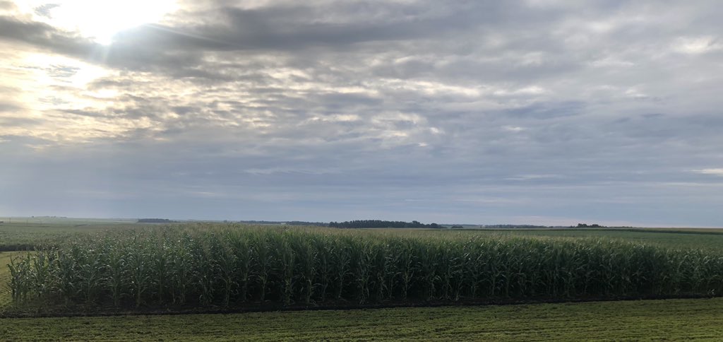 StaceyLilja's tweet image. My office view this cool August morning. @NDSUExtension #cornplot #fingalnd