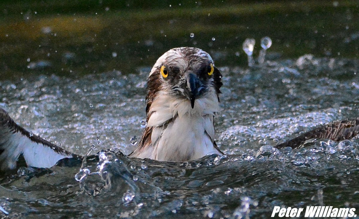 Osprey. <a href="/GwashOspreys/">River Gwash Ospreys</a> <a href="/rutlandospreys/">Rutland Ospreys</a> <a href="/birdsofprey_uk/">Birds of Prey</a> <a href="/BBCSpringwatch/">BBC Springwatch</a>
