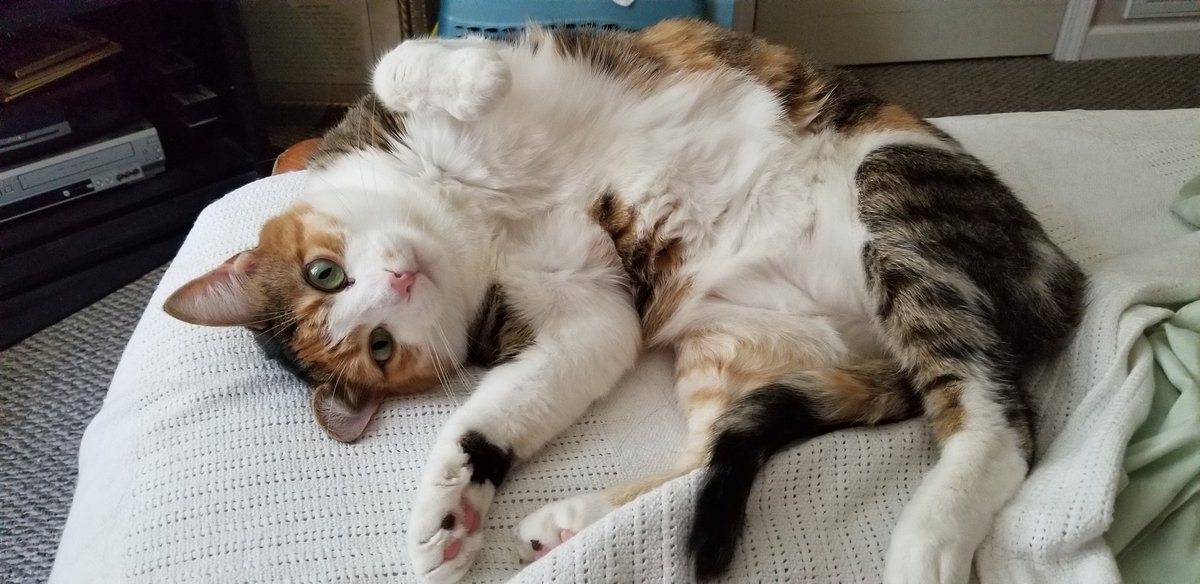 LisaRonk's tweet photo. She doesn't show her belly often, but when she does, it's almost too cute to handle. 🥰 #fureverlove #myrescue @PurinaCatChow https://t.co/2C0VNL0wLF