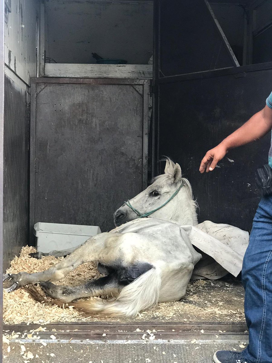 Sanırım bu fotoğraf hayatım boyunca unutamayacaklarımın arasında kalacak.Ben size ne yaptım, bunca kötülük neden? Şimdi nereye gidiyorum ? Son bakış olduğu cehenneme. Destek olmak isteyenler yhkkd.com üzerinden ya da mesaj atarak bilgilere ulaşabilir.Onu görün ltf🙏