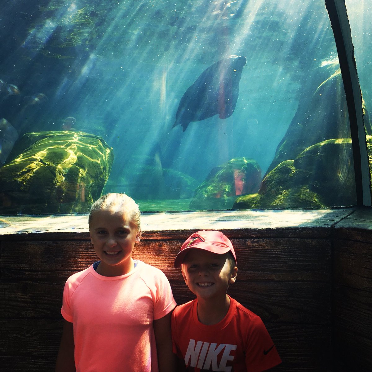 Enjoying our last day of summer #stlzoo #sealions #schoolstartstomorrow