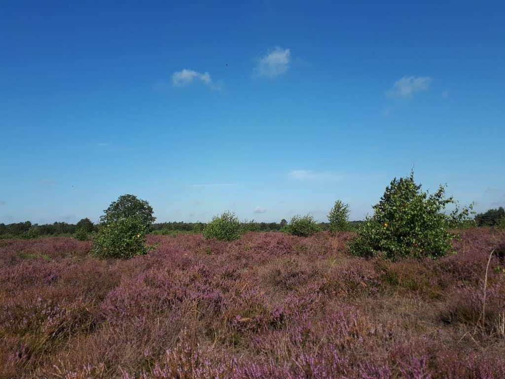 Loop zondag 18 augustus mee met IVN Oss over de bloeiende hei van de Maashorst. 16 km 5,5 uur wandelen.
10 uur vertrek vanaf parkeerplaats tegenover Camping Hartje Groen aan de Udensedreef in Schaijk.