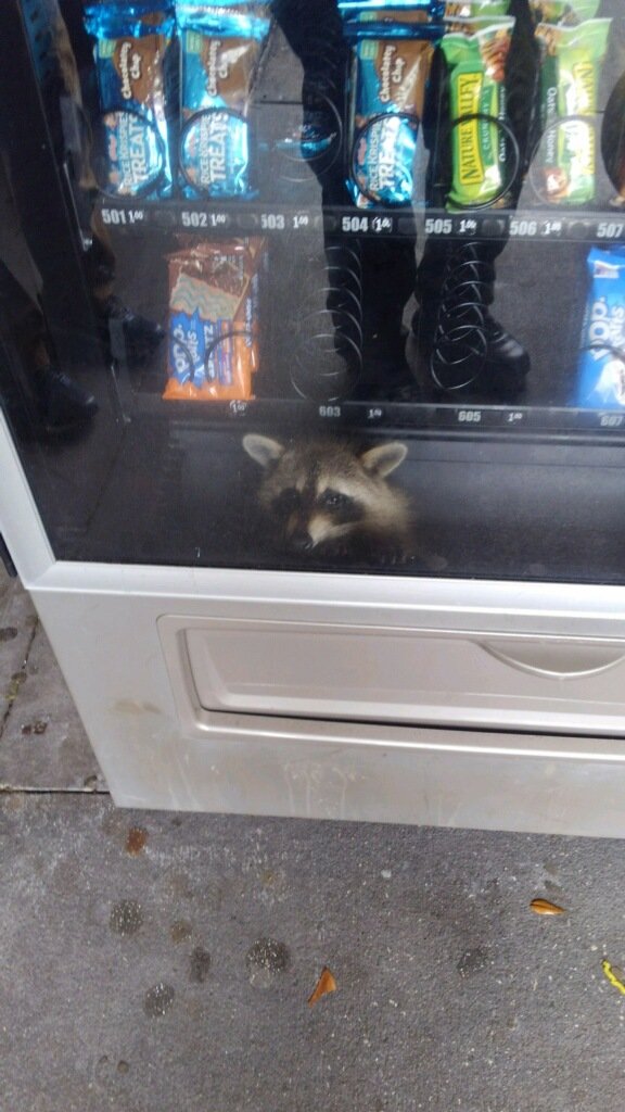 This gentleman was apprehended today while committing a burglary of a vending machine at Pine Ridge High School.