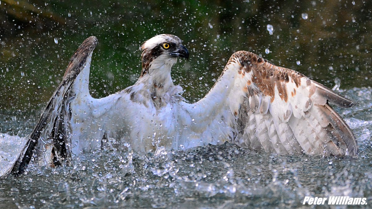 Osprey <a href="/GwashOspreys/">River Gwash Ospreys</a> <a href="/rutlandospreys/">Rutland Ospreys</a> <a href="/BBCSpringwatch/">BBC Springwatch</a> <a href="/birdsofprey_uk/">Birds of Prey</a>
