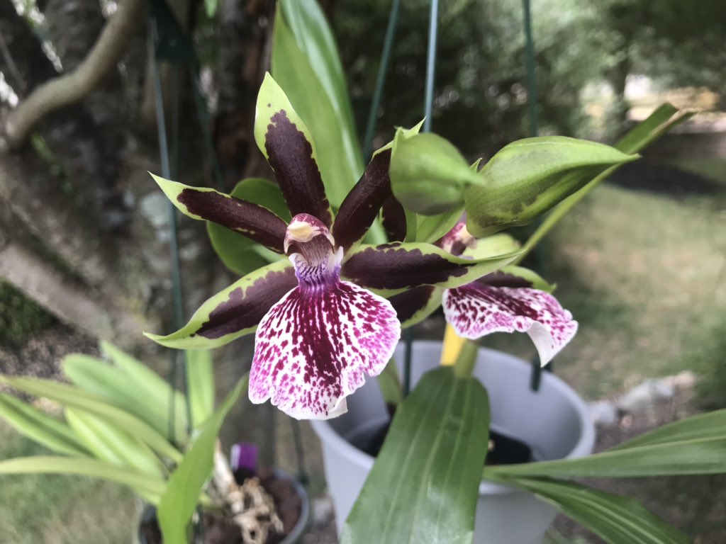 tstrombotn's tweet photo. #WhileIWasGone look what is now #CurrentlyInBloom #orchidcommunitychatter #orchids #cattleya #clubzygo #orchidlovers #orchidshare https://t.co/BEeYBeWbsA