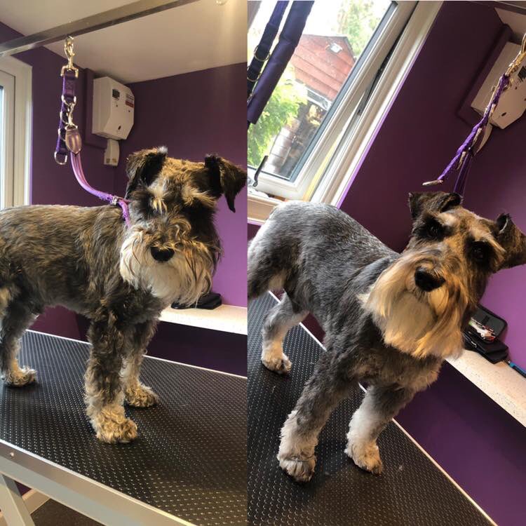 ShampoochandSet's tweet photo. 🐶💜 Handsome Gus 💜🐶 

🐶🛁 Gus returned today for his pamper and spruce up. He was a pleasure as always ☺️ 

#minischnauzer #doggrooming #doggroomer #shampoochandset #cottenham #cambridge #cambridgehour https://t.co/QTRgCZvmBt