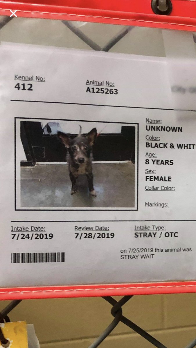 mmmadz11's tweet photo. This old gal is URGENT at Tulsa Animal welfare. She had adopters but they backed out upon finding out she has large mammary tumors. She is a hospice pup unfortunately so a nice calm environment with lots of love and treats is ideal for her remaining time. https://t.co/Fx9tXFFXhU