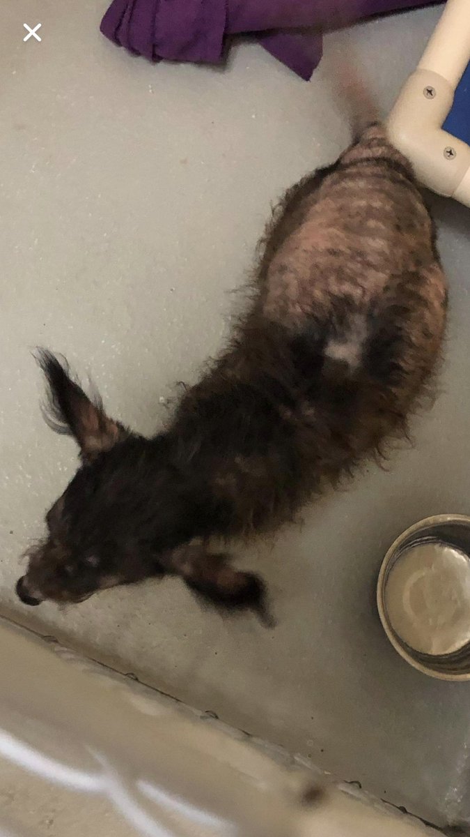 mmmadz11's tweet photo. This old gal is URGENT at Tulsa Animal welfare. She had adopters but they backed out upon finding out she has large mammary tumors. She is a hospice pup unfortunately so a nice calm environment with lots of love and treats is ideal for her remaining time. https://t.co/Fx9tXFFXhU