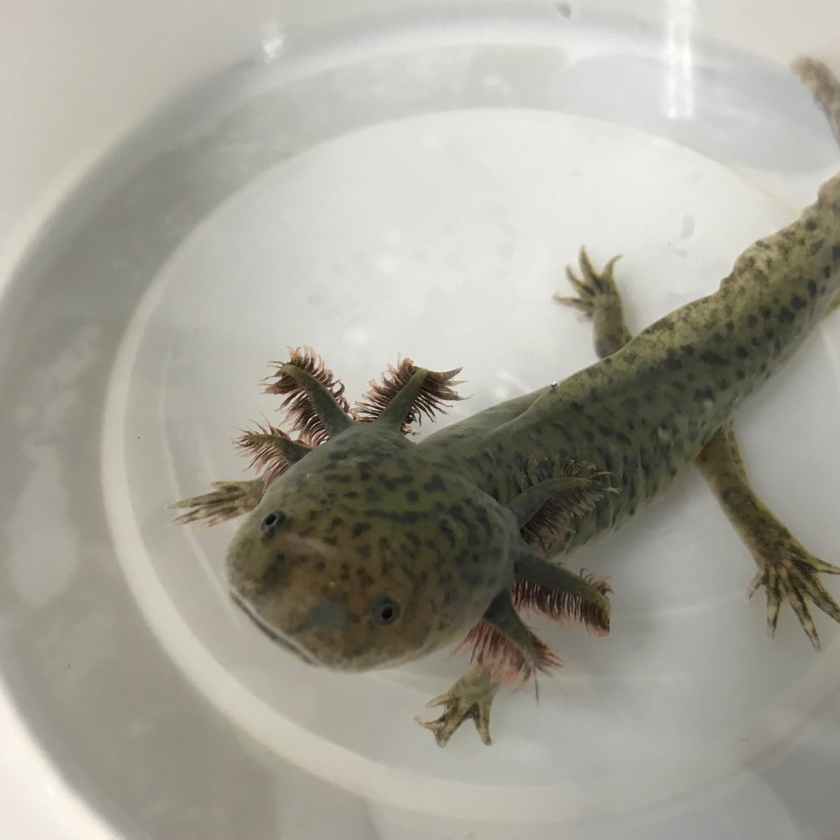 Regina Spranger, PhD tweet media