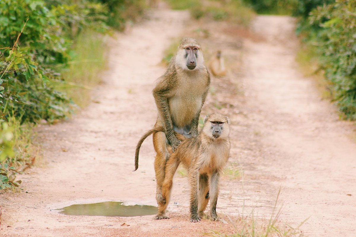 Megan Petersdorf tweet media