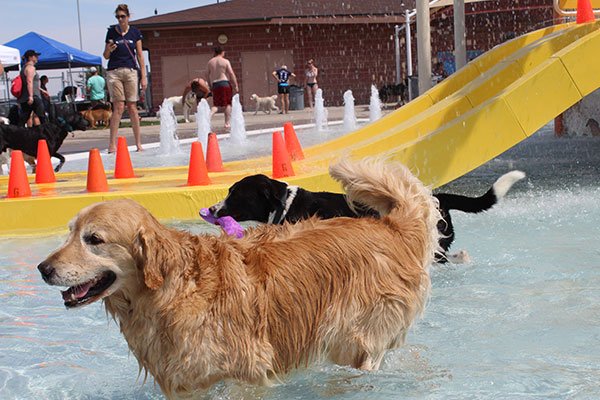 GreeleyRec's tweet photo. Bring your dog to #DiscoveryBay Waterpark for the City of Greeley’s Annual Doggie Day! Tickets are on sale now! 💦🐕
Purchase your tickets at the #FamilyFunPlex, the #GreeleyRecreationCenter or at Discovery Bay by Aug 23 for $8. #GreeleyRec 

https://t.co/uAro0gBzfa https://t.co/Q58eDOS2Lj