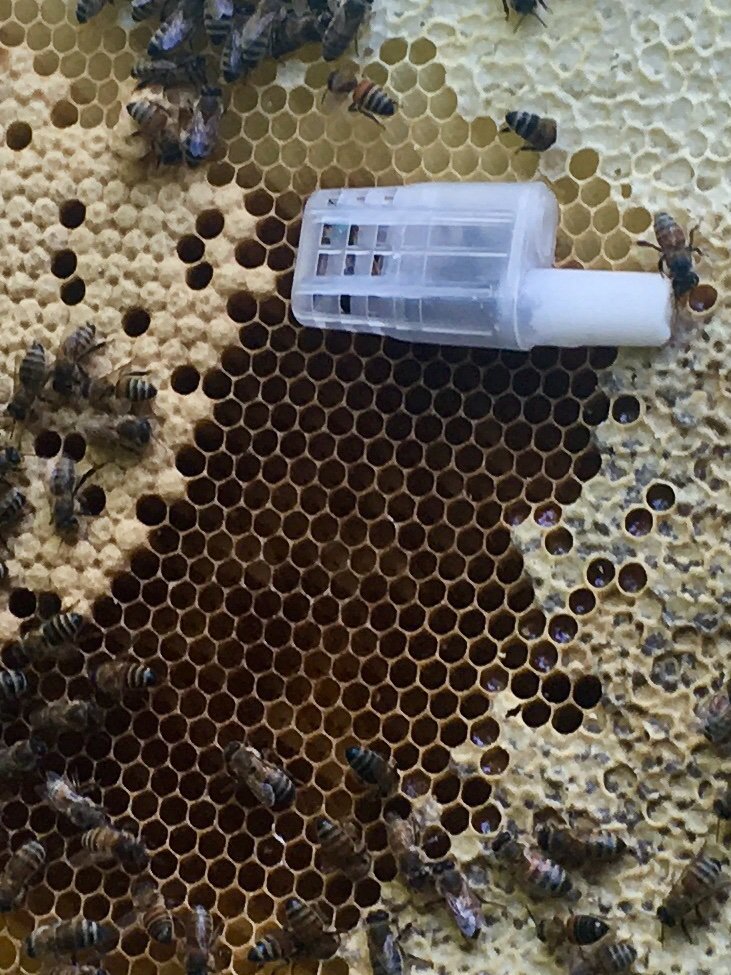 iansinclair86's tweet photo. #canadapostcorp delivered a new queen bee from #munrohoney. The girls watched patiently while I installed the queen into the queenless hive. She should be laying eggs and growing the hive in a week. https://t.co/Eb2F18A4T0
