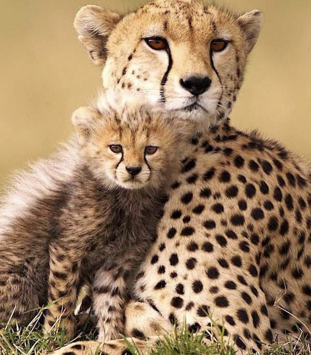 Facts on Endangered or Threatened Species Act. President Trump is refining it and has made it a priority.    Cheetah, less than 10,000 of these exquisite animals exist.
