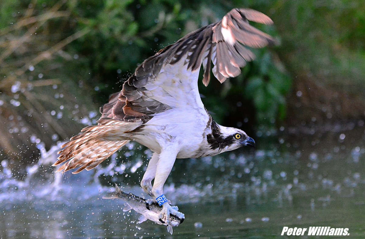 Osprey with its prize. <a href="/GwashOspreys/">River Gwash Ospreys</a> <a href="/rutlandospreys/">Rutland Ospreys</a> <a href="/birdsofprey_uk/">Birds of Prey</a> <a href="/BBCSpringwatch/">BBC Springwatch</a>