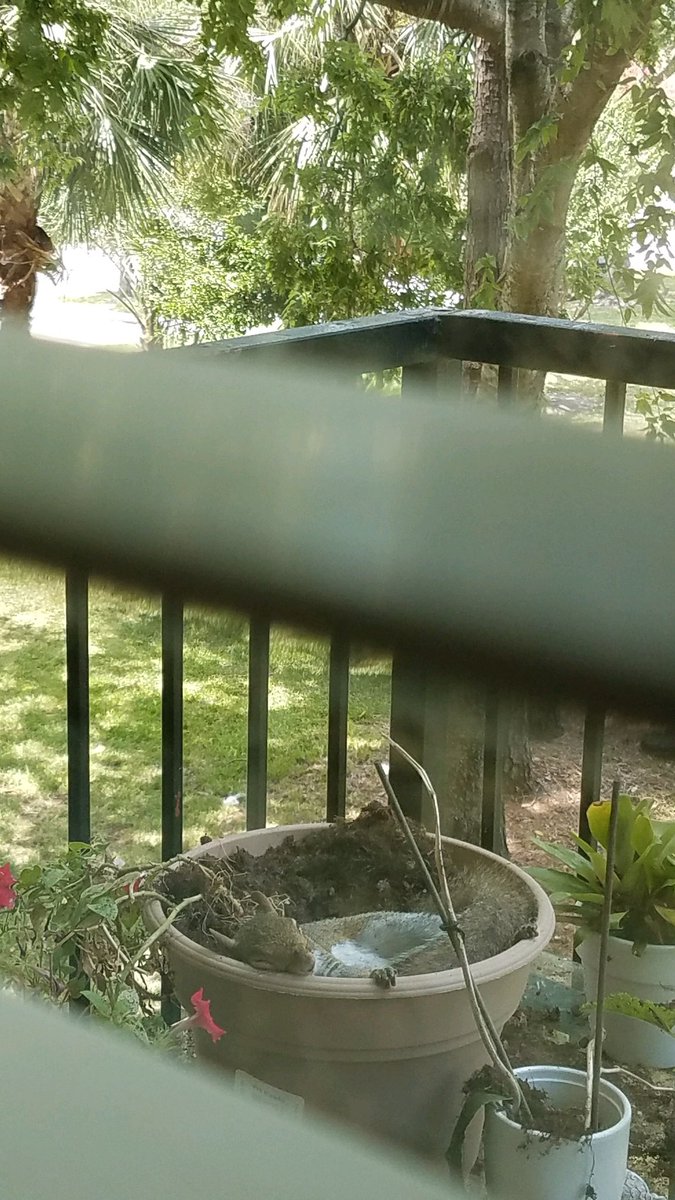 lorrenicole's tweet photo. my mom found a squirrel napping in her plants today lmao https://t.co/tQ4g4gpsgF