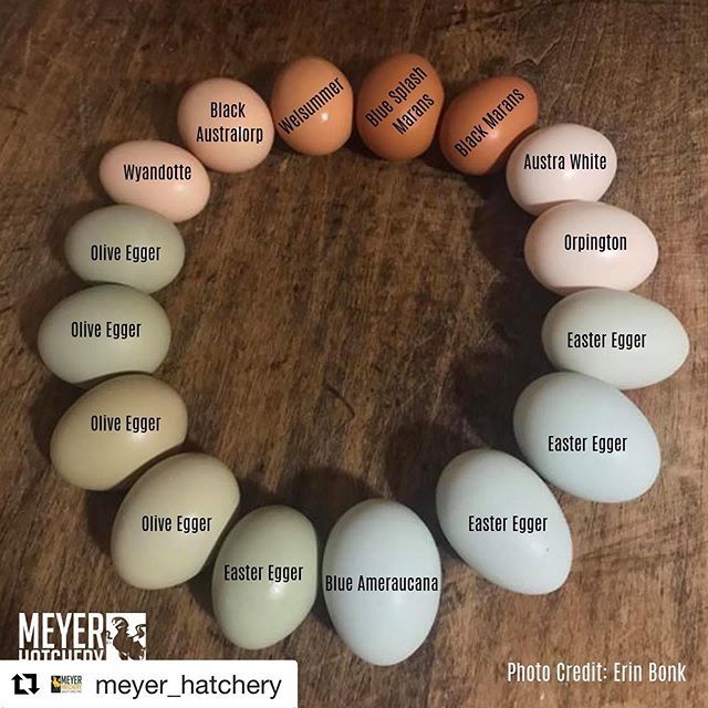 ShannaShands's tweet photo. I can’t wait to have an egg rainbow! How cool will this be??? I love having such a colorful flock! https://t.co/zCpZrwGb14 https://t.co/Zf3GFWGiDa