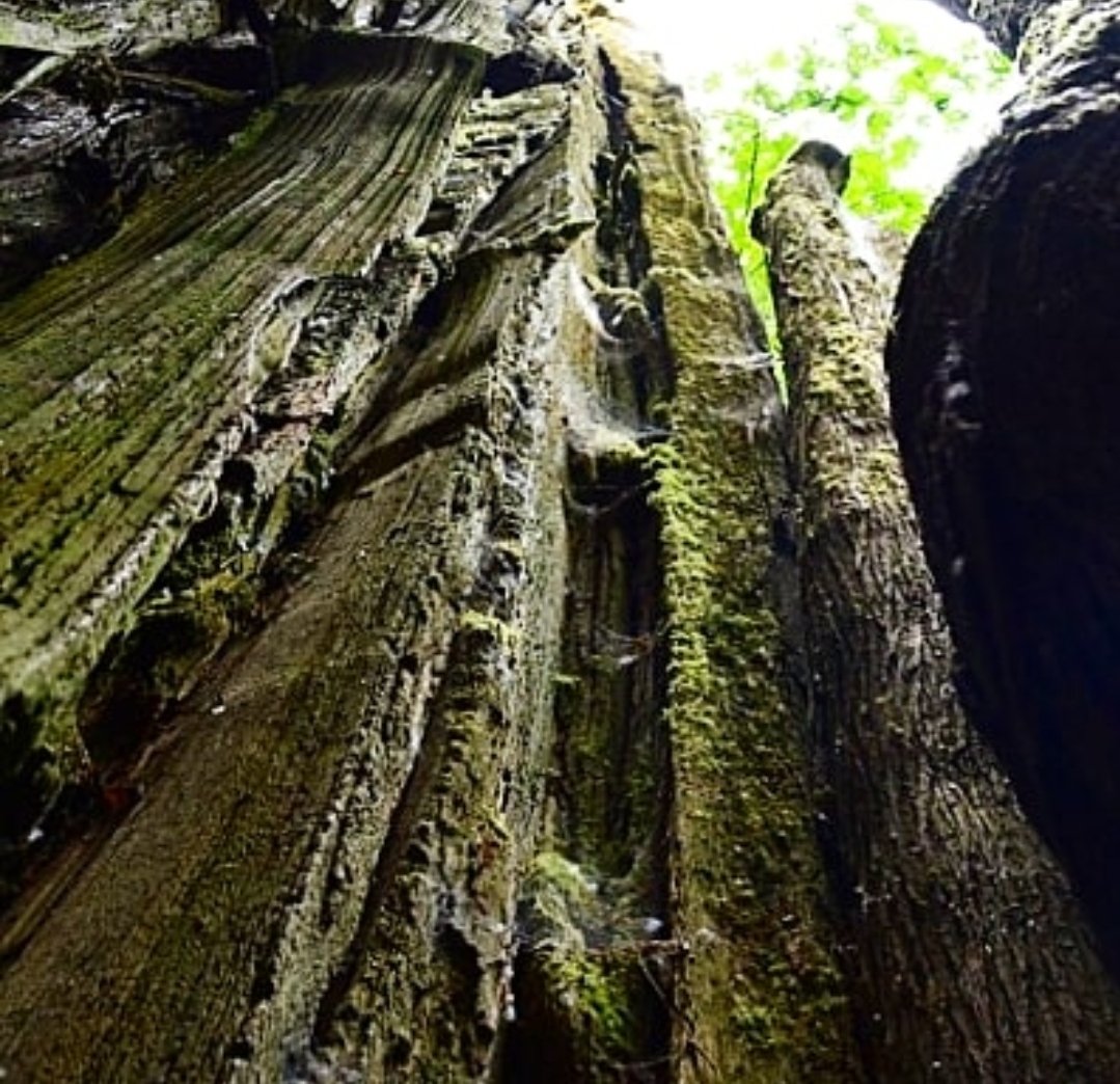 CheakamusCentre's tweet photo. #WordOfTheDay
in·scape
/ˈinˌskāp/
noun

LITERARY

noun: inscape; plural noun: inscapes
the unique inner nature of a person or object as shown in a work of art, especially a poem.

#cheakamuscentre #natureisinsession https://t.co/dXdTQyoyAg