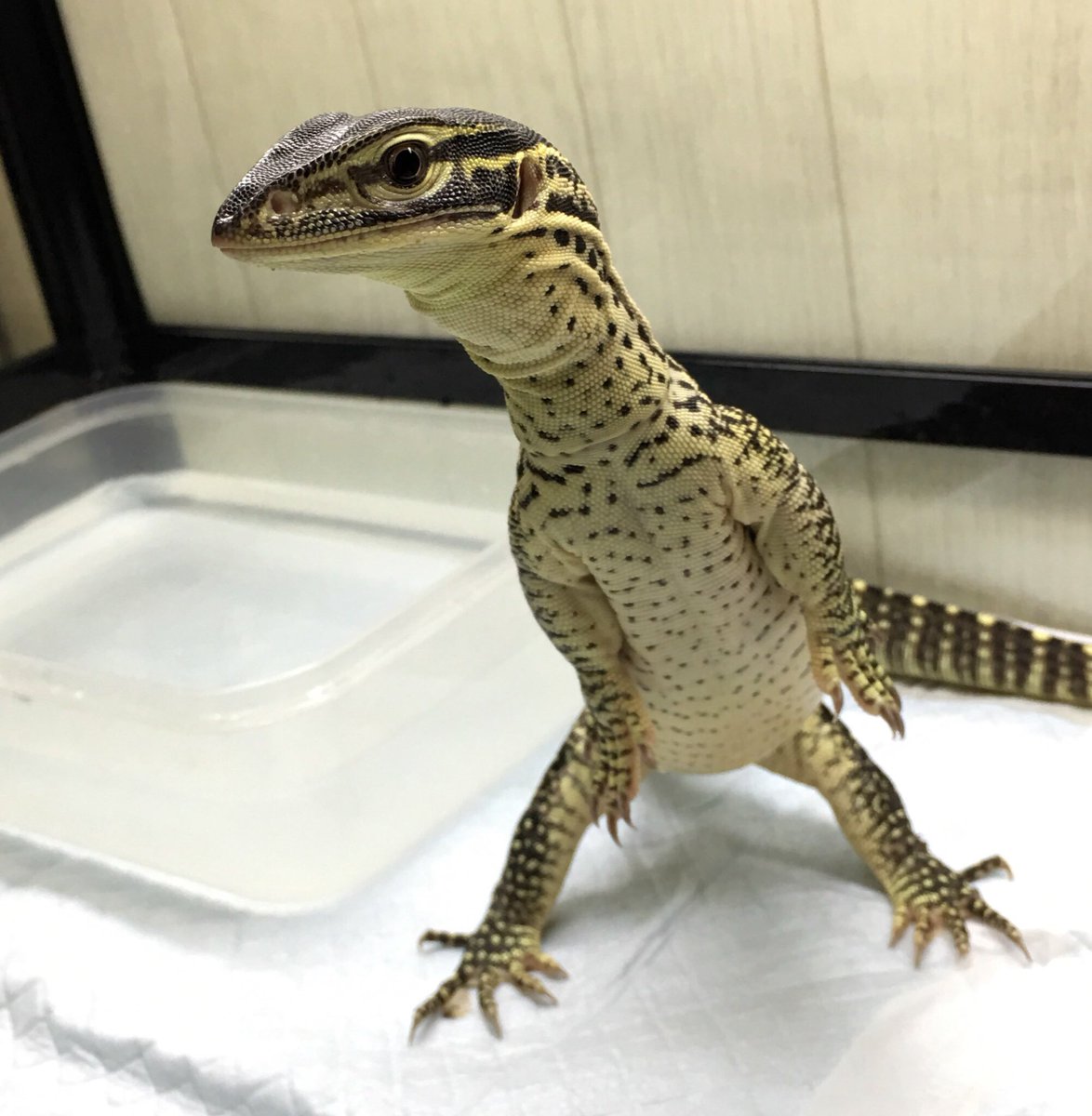 ashley_lizard's tweet photo. グールド立ち！

#WorldLizardDay #蜥蜴の日 https://t.co/oSFYkwJVVG