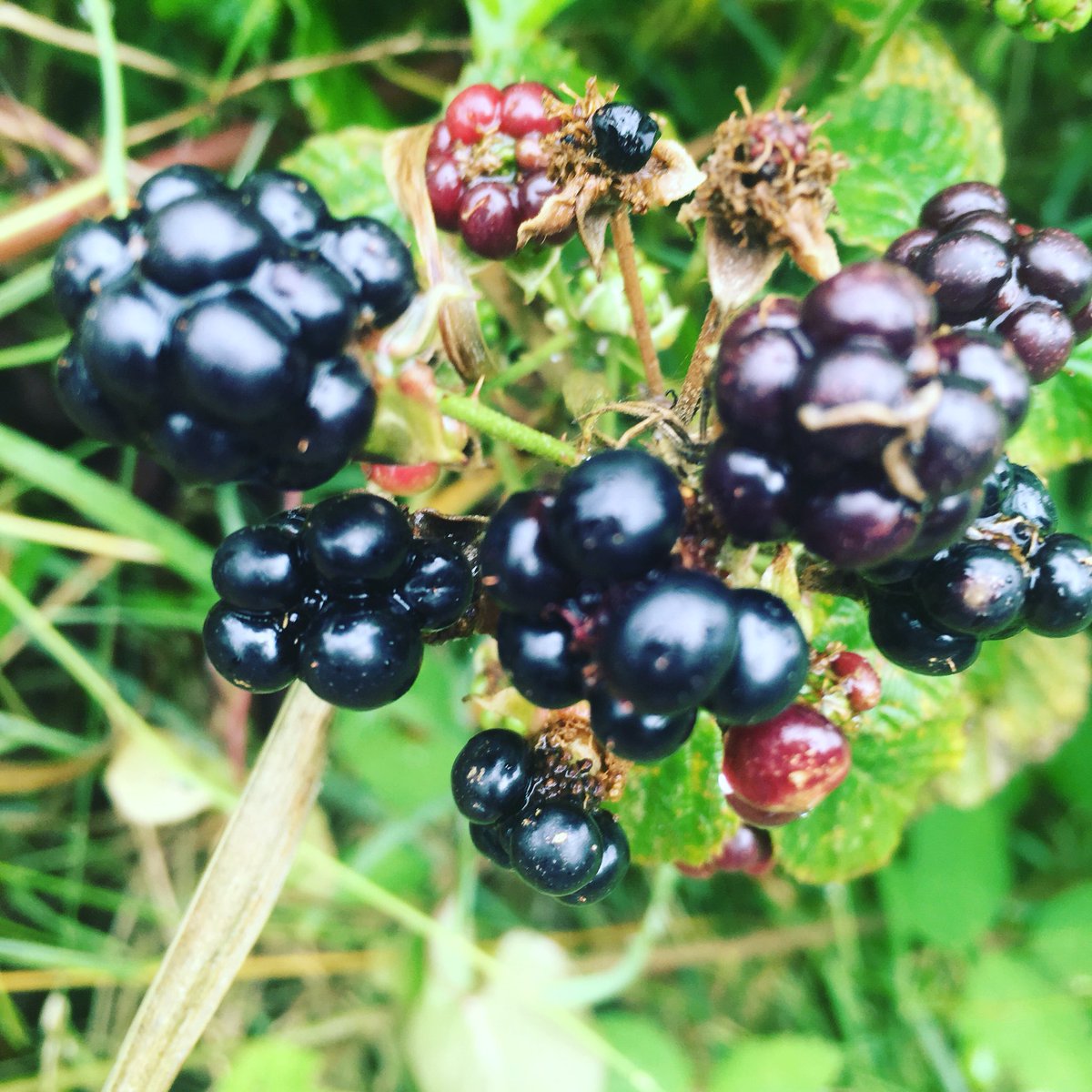 Bronagh Lawson tweet media