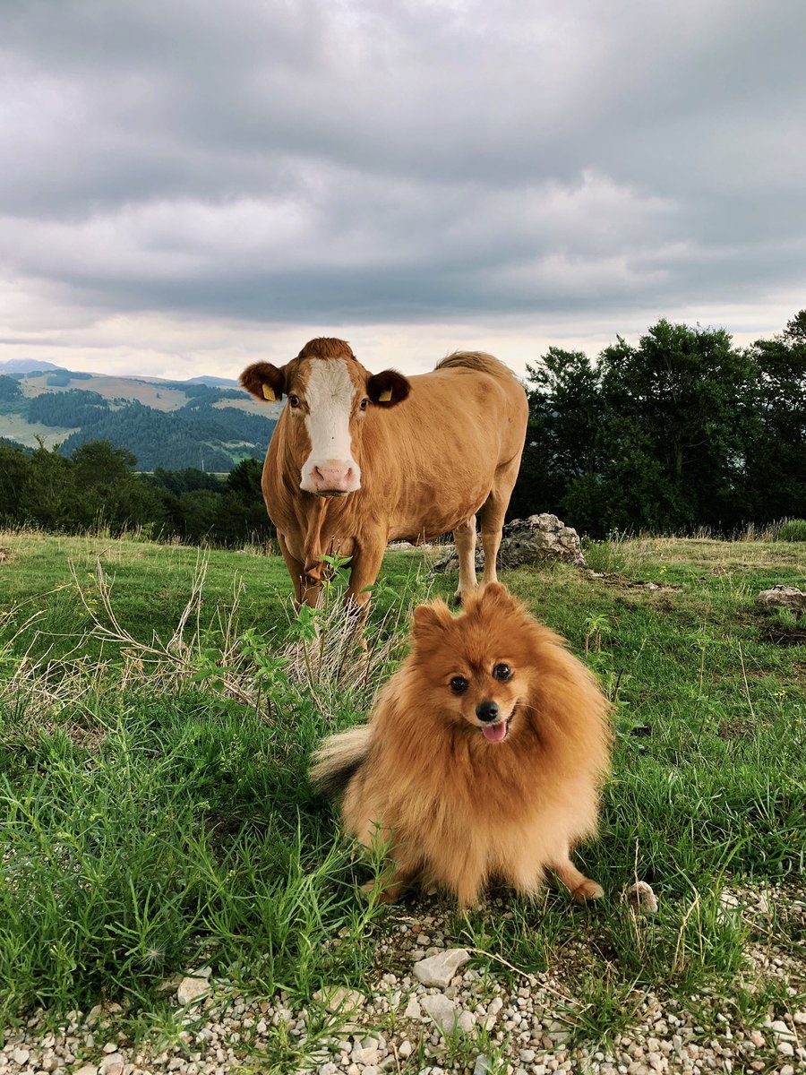 Facfed's tweet photo. It’s a Match!🦊🐮
#lessinia #cow #rifugiodardo https://t.co/WhNOYwc6gM