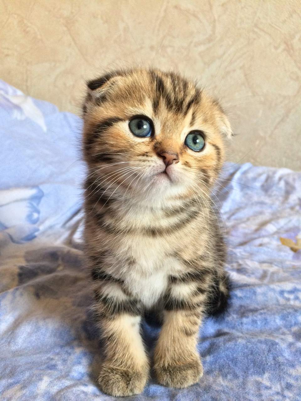 Котята скоттиш фолд вислоухие