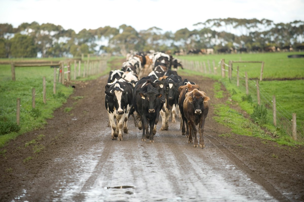 MilkPointBR's tweet photo. Influência do temperamento de bovinos leiteiros em parâmetros produtivos - Parte II de II🥛🙌🤔
https://t.co/t1SQNI112A
#Dairy #dairyfarmer #producaodeleite #Manejo #leite #milk #lacteos #agro #pecuaria https://t.co/f5eUvywNYd