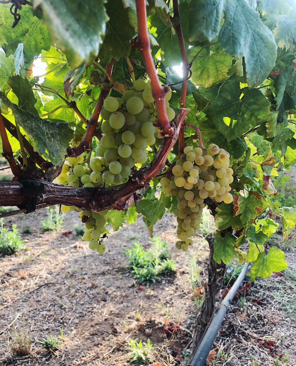 Marmajuelo. Empieza la #vendimia2019 en la Finca de La Punta del brillante viticultor <a href="/BorjaPerezVit/">Borja Pérez</a> en Tenerife.