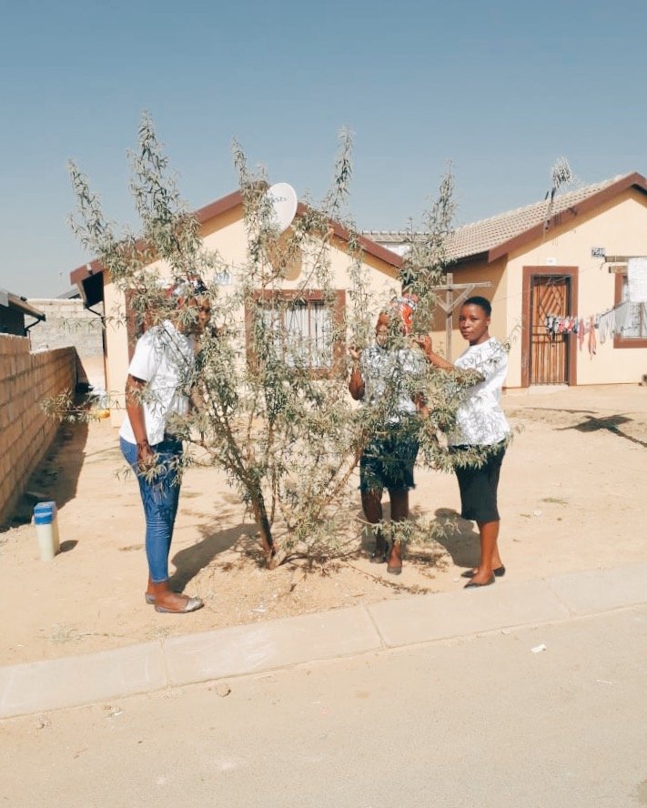 ftfa's tweet photo. We spent the day in Tembisa, Gauteng today running the final evaluations of trees distributed through our #TreesForHomes programme a year ago. We're delighted to report back that they are thriving and in good shape.
#TreesInSharedSpaces #SustainableCities #SDGs https://t.co/ROp8vb90of