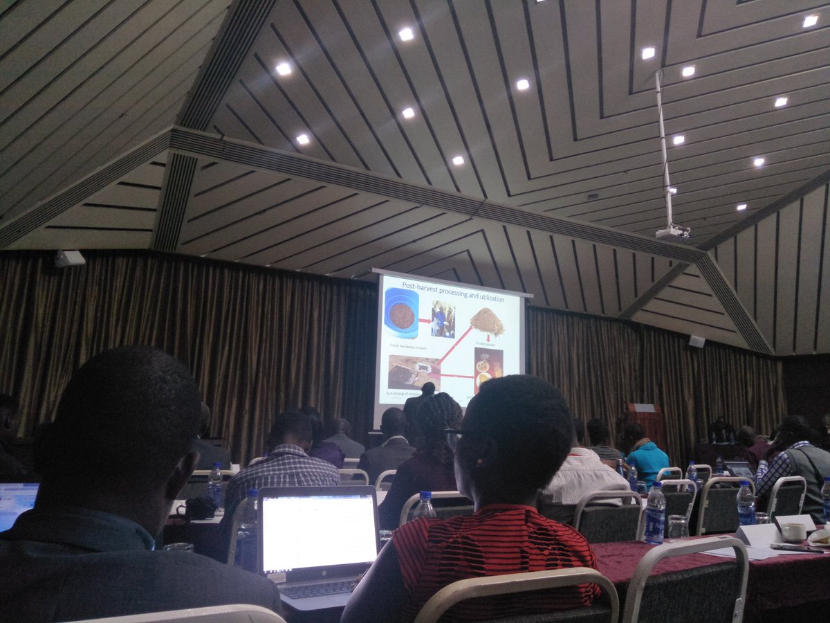 lisasiago's tweet photo. Crickets as a protein source in Kakuma refugee camp.. Presentation by Dr. John kinyuru from JKUAT. 
#Africaconferenceonedibleinsects
#Zimbabwe
#Edibleinsects
#Insectsforfoodandfeed https://t.co/KJe7rlZ6Fu