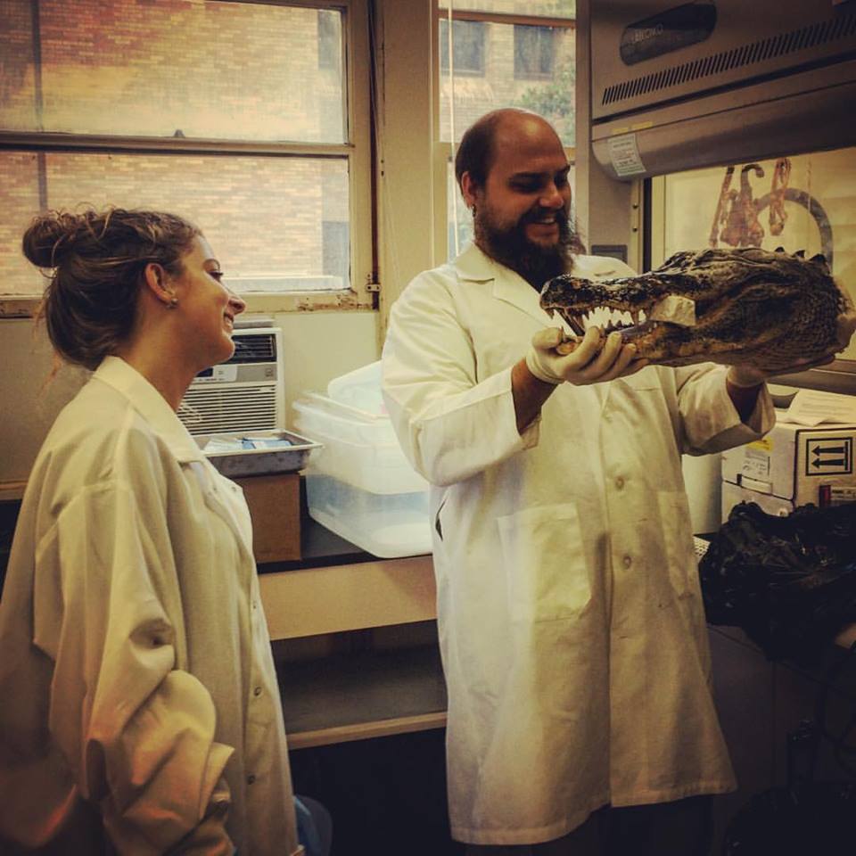 CrocHolliday's tweet photo. in our new paper @JZoology, students @kalebsellers and @amybrianne2 discovered several new patterns about how Alligators and their croc relatives build the enamel in their ever-replacing teeth. paper here: https://t.co/0s3EP5ZF3Q. @mumedicine @AnatomyMizzou @NSF_GEO @MizzouNews https://t.co/aa0ptWxSNB