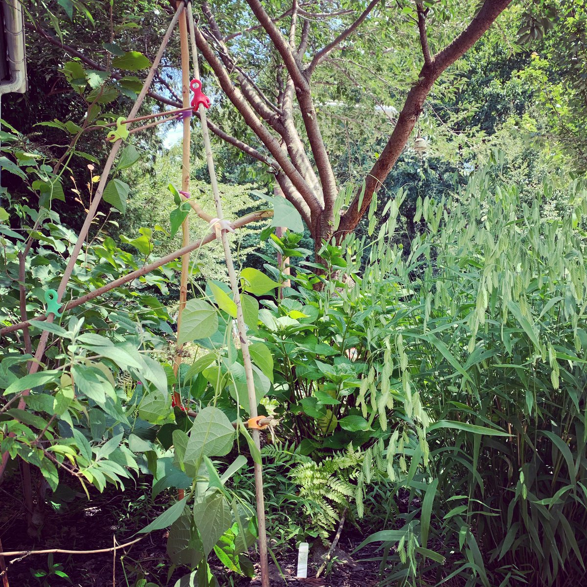 This beautiful plant took off! But it was choking the witch hazel and butterfly bush so a trellis was constructed ;). Garden with #Sticklets! Share your creations 💚