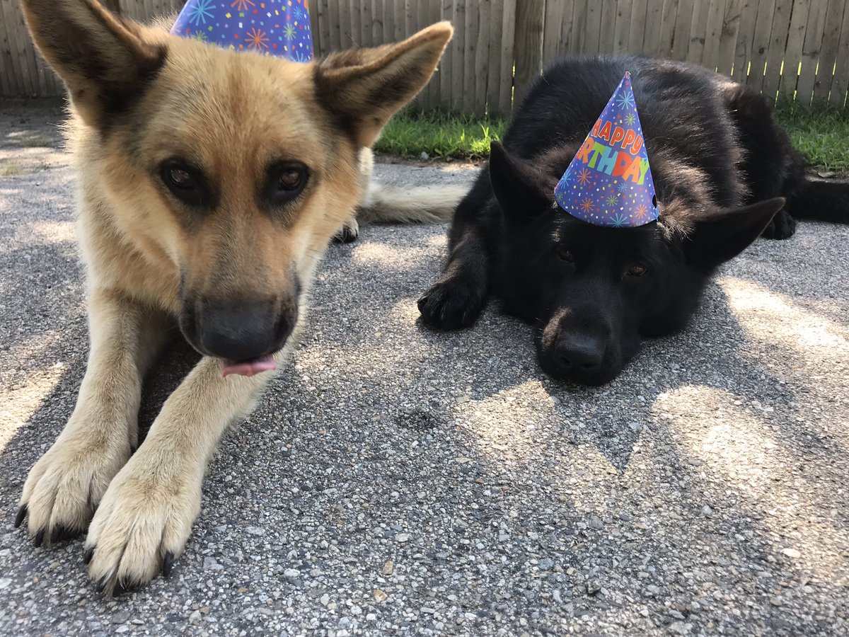 meaghan0616's tweet photo. 🎉🎉🎉 GUESS WHO TURNS 3 TODAY !!! 🎉🎉🎉 https://t.co/NAHreKdXee