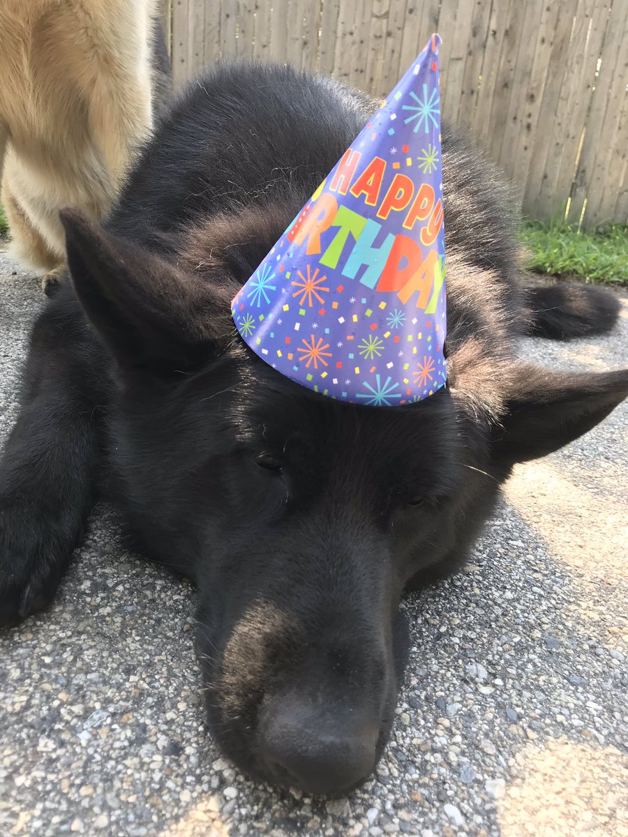 meaghan0616's tweet photo. 🎉🎉🎉 GUESS WHO TURNS 3 TODAY !!! 🎉🎉🎉 https://t.co/NAHreKdXee