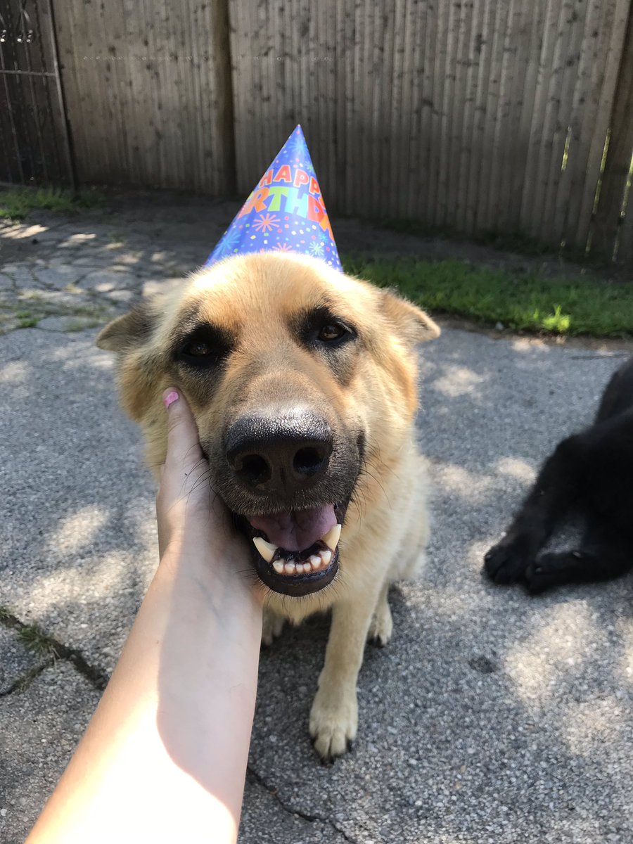meaghan0616's tweet photo. 🎉🎉🎉 GUESS WHO TURNS 3 TODAY !!! 🎉🎉🎉 https://t.co/NAHreKdXee