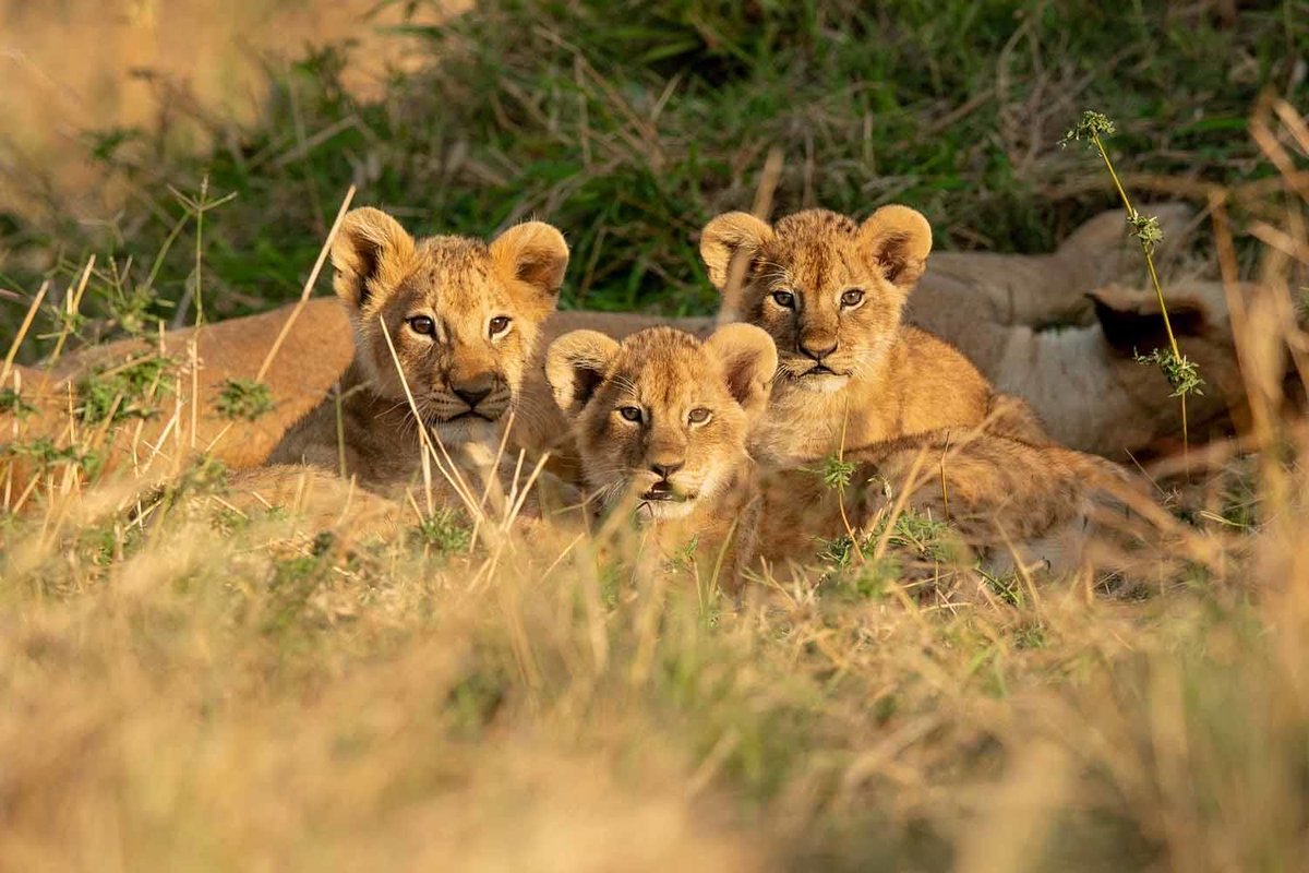 privilegelc's tweet photo. This safari lodge will make you fall in love with Kenya https://t.co/2eZpMpB5sJ

Enjoy the amazing wildlife with Privilege Luxury Club.

#privilegeluxuryclub #Kenya #Africa #privilegeluxuryclub #lifestyle #luxury #luxuryhotel #luxurylife #luxurylifestyle #luxuryliving #traveling https://t.co/TWWPMDxoMO