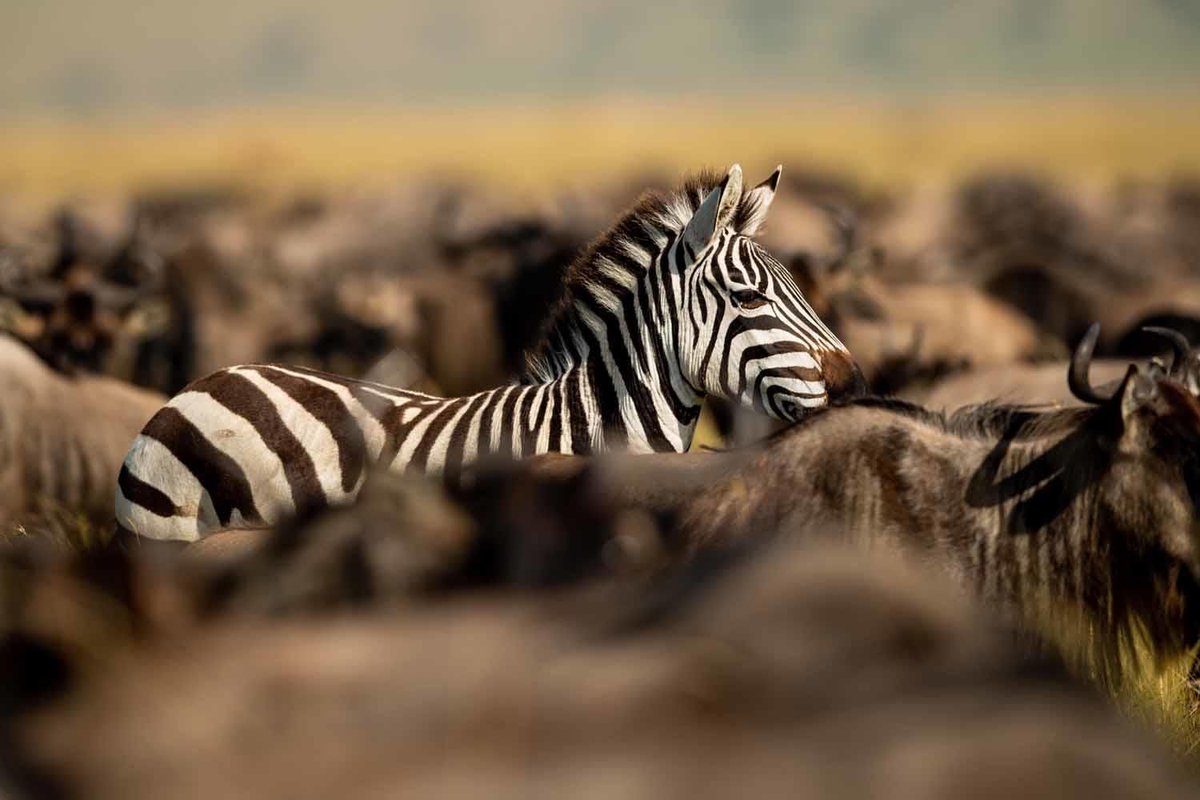 privilegelc's tweet photo. This safari lodge will make you fall in love with Kenya https://t.co/2eZpMpB5sJ

Enjoy the amazing wildlife with Privilege Luxury Club.

#privilegeluxuryclub #Kenya #Africa #privilegeluxuryclub #lifestyle #luxury #luxuryhotel #luxurylife #luxurylifestyle #luxuryliving #traveling https://t.co/TWWPMDxoMO