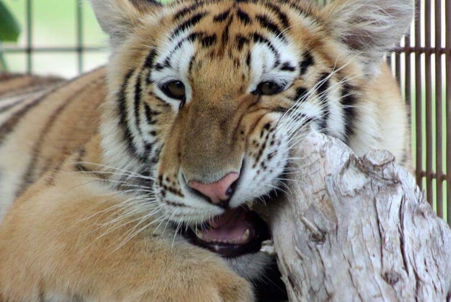 gdduhon2's tweet photo. For Whisker Wednesday, a photo of Nahla when she was about 18 months old.

#SaveTheBigCats https://t.co/SfmMt2VE07